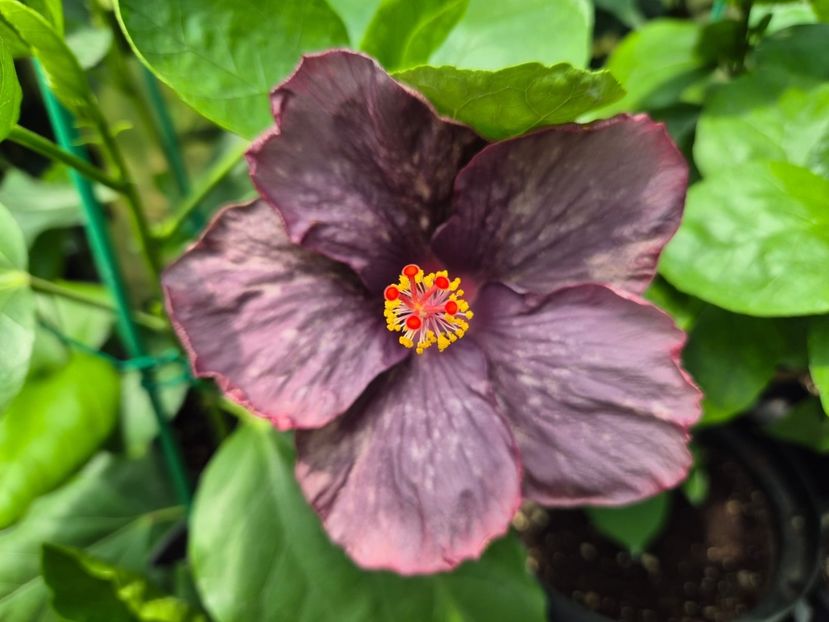 191d7f3f-ac78-4f92-888e-53624c5a4a22 - DPs Purple Drops