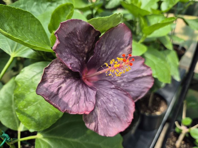 4e3d5b03-c8e9-4cdf-bd9f-44c68301c2dc - DPs Purple Drops