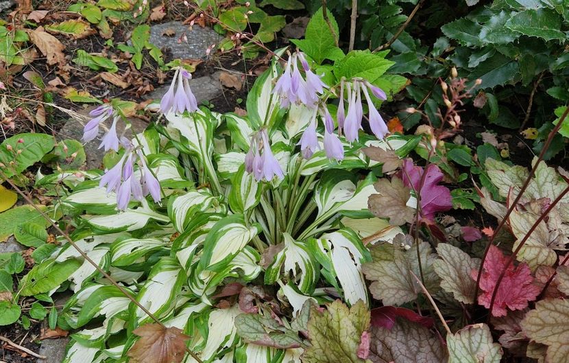 Hosta inflorita - 2025
