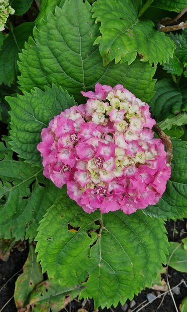 Hortensia cu frunze sfasiate de grindina. - 2025