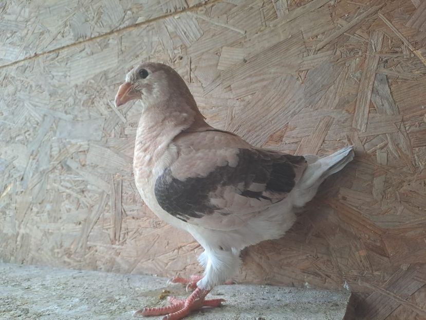 IMG-20250622-WA0010 - 2025 Tineret