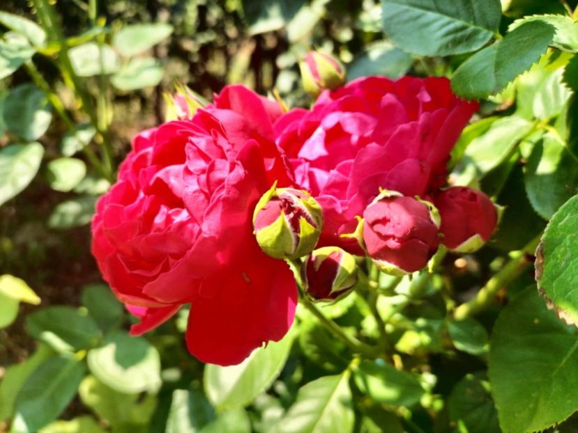 2cfb3dec-f024-4371-b6ea-a16284f7b95c - vara 2025