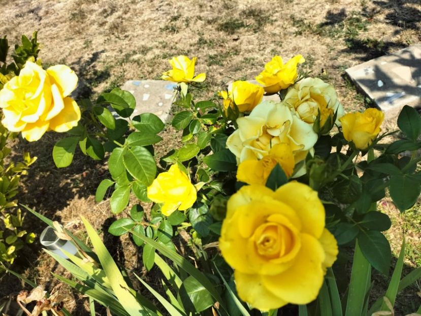 58eda3f4-cfbe-42e7-b74d-2c0fff5d0a6a - vara 2025