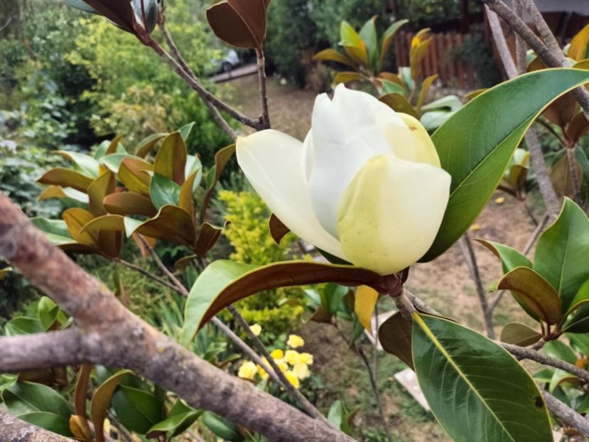 8185e44e-85a5-4961-be3f-e42927b11a5b - vara 2025