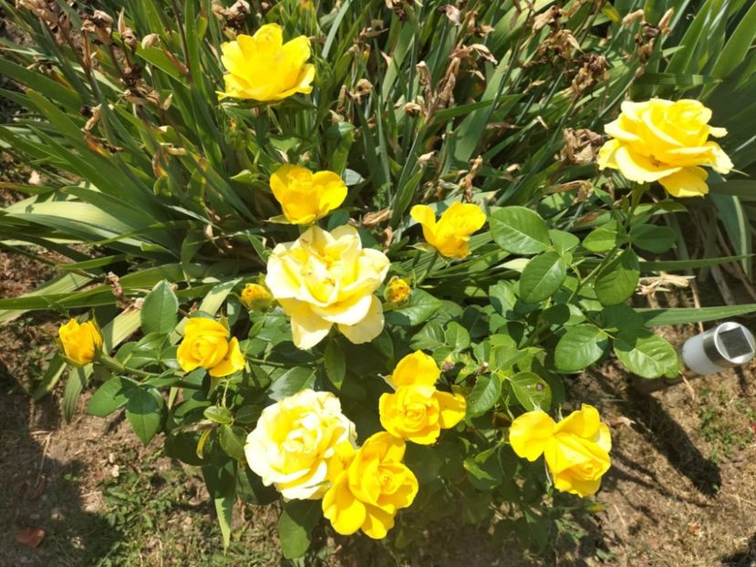 e5a376d0-b961-4dc4-98f5-a170cd153428 - vara 2025