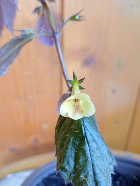 2025 - Yellow Beauty