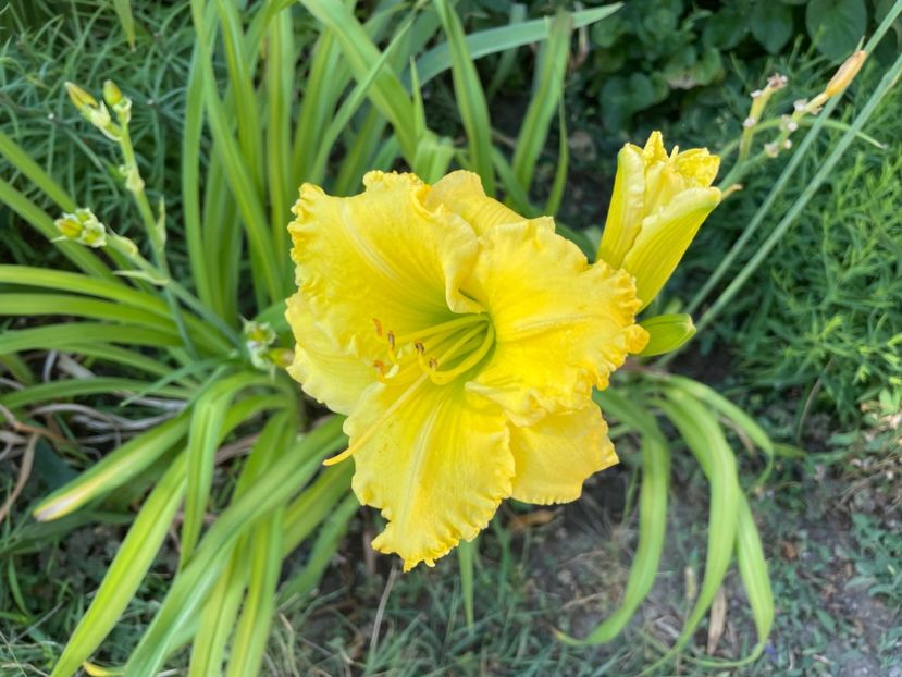  - 0009 Hemerocalisi 2023 - 2024 -2025