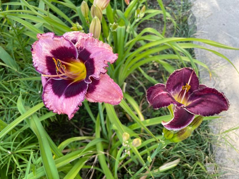  - 0009 Hemerocalisi 2023 - 2024 -2025