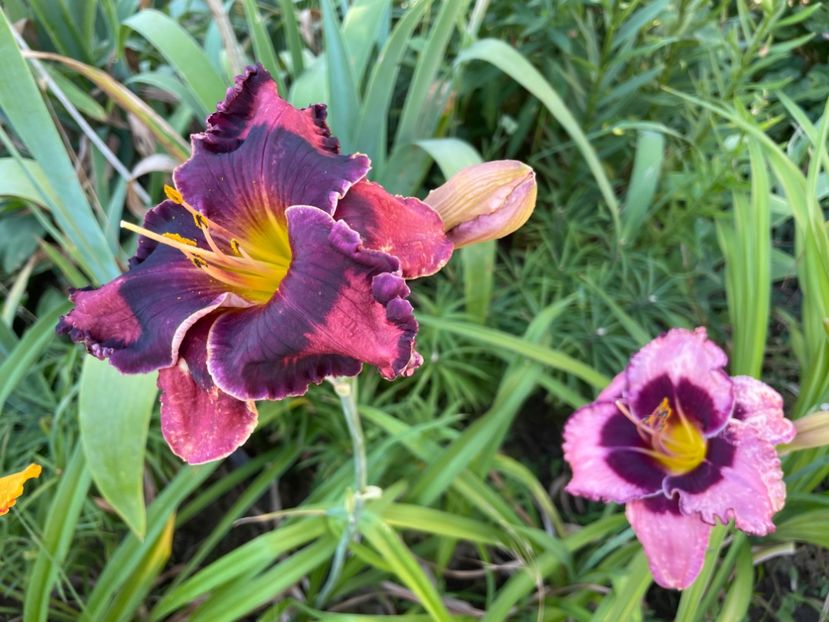  - 0009 Hemerocalisi 2023 - 2024 -2025