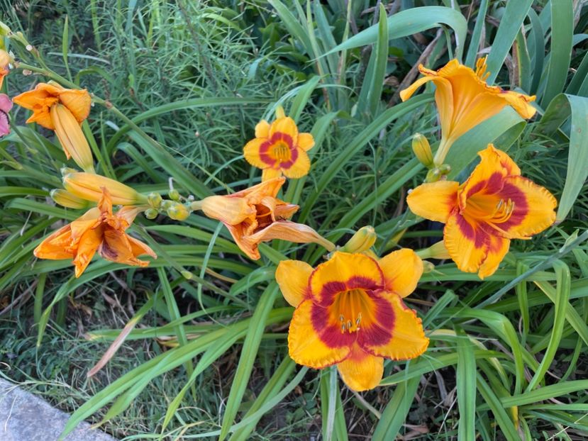  - 0009 Hemerocalisi 2023 - 2024 -2025