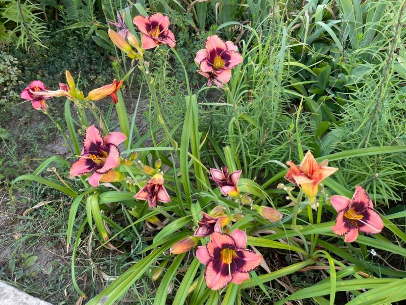  - 0009 Hemerocalisi 2023 - 2024 -2025