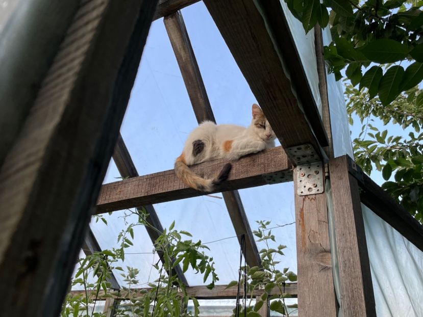  - 0005 - Gradina - 2025