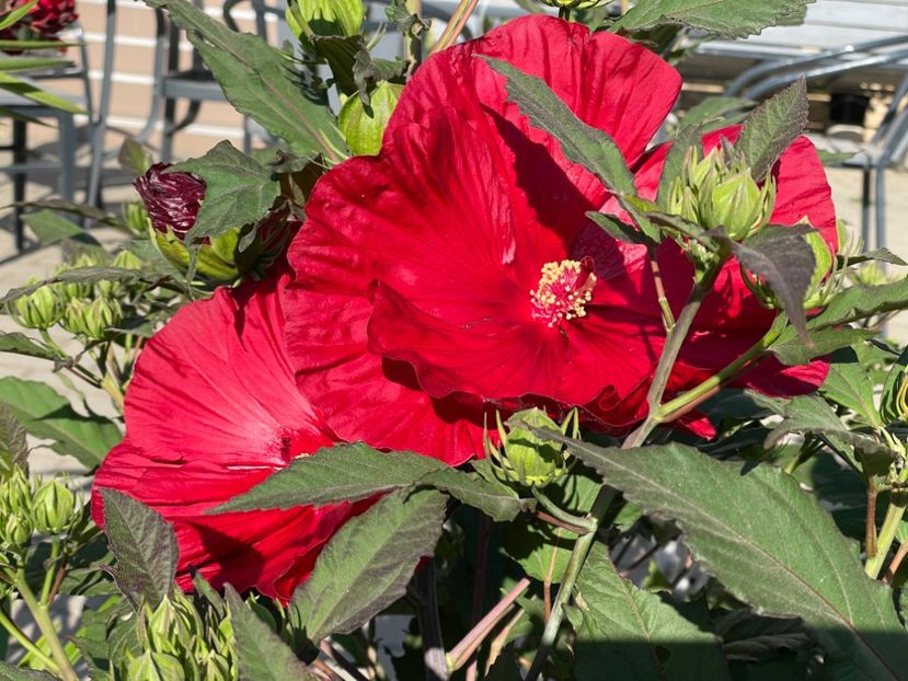  - 0005 - Gradina - 2025