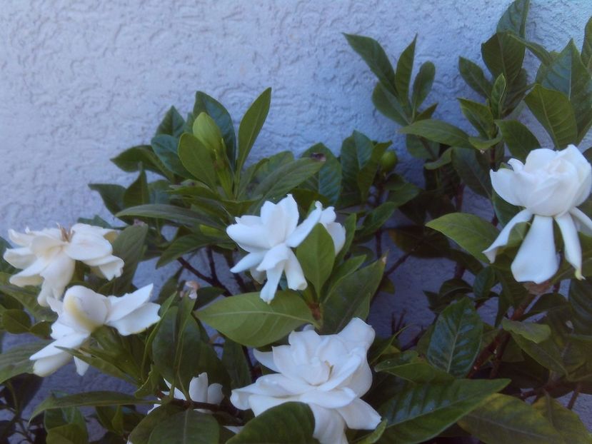 Gardenia "Fool Proof" - 2025