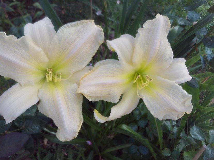 urari de bine, - 2025