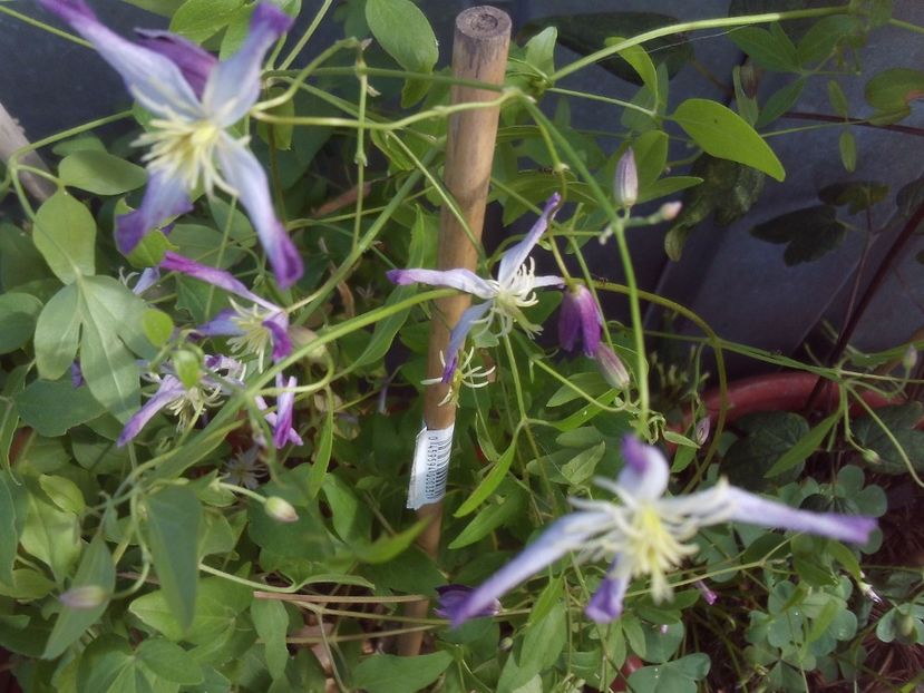 Clematis rubromarginata - 2025