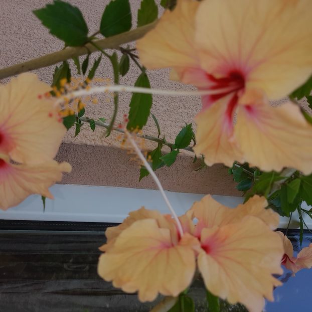 12.07.2025 - HIBISCUSI 2025-3