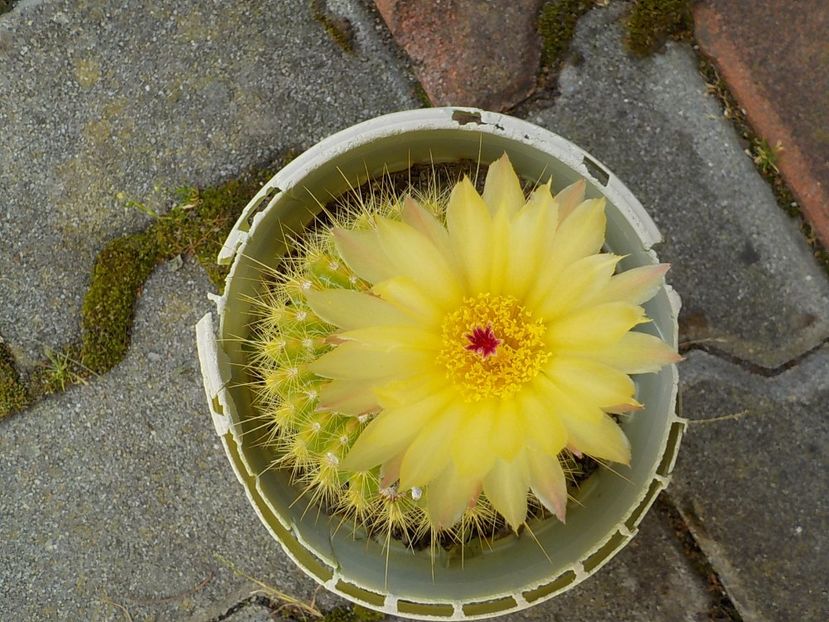  - Genul Notocactus