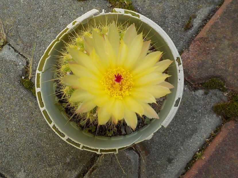  - Genul Notocactus