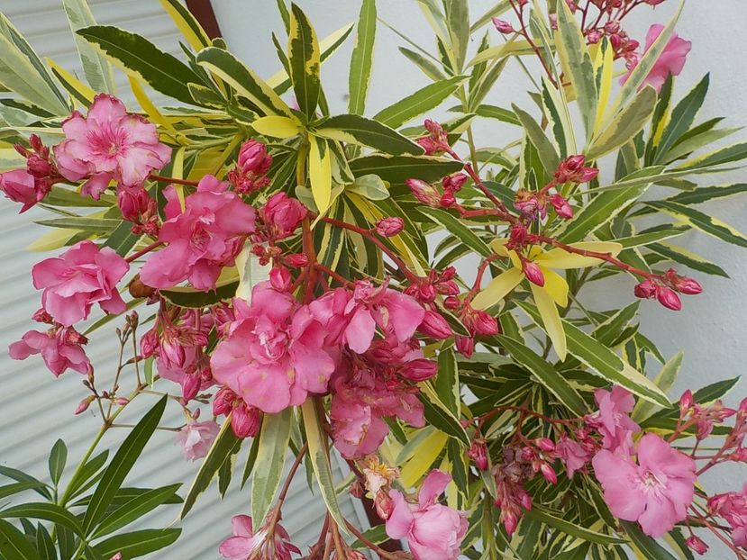  - variegat nr 24