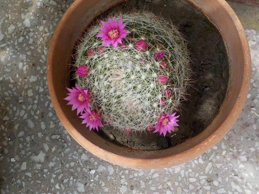  - Genul Mammillaria