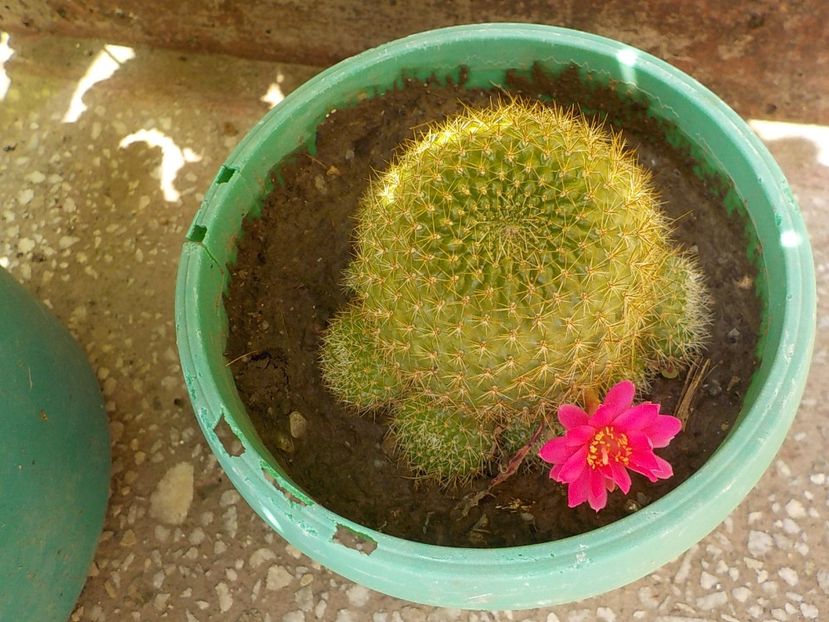  - rebutia perplexa 2025