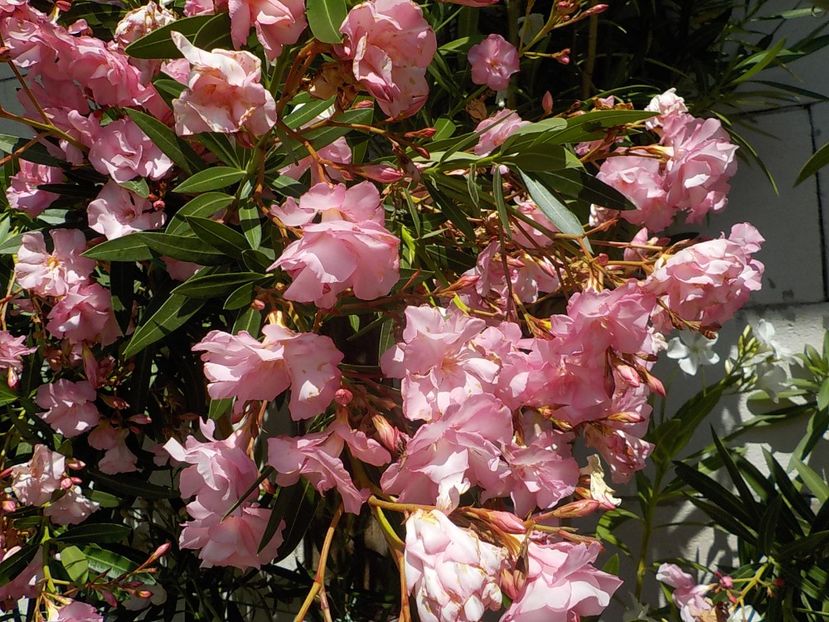  - madam hellena nr82