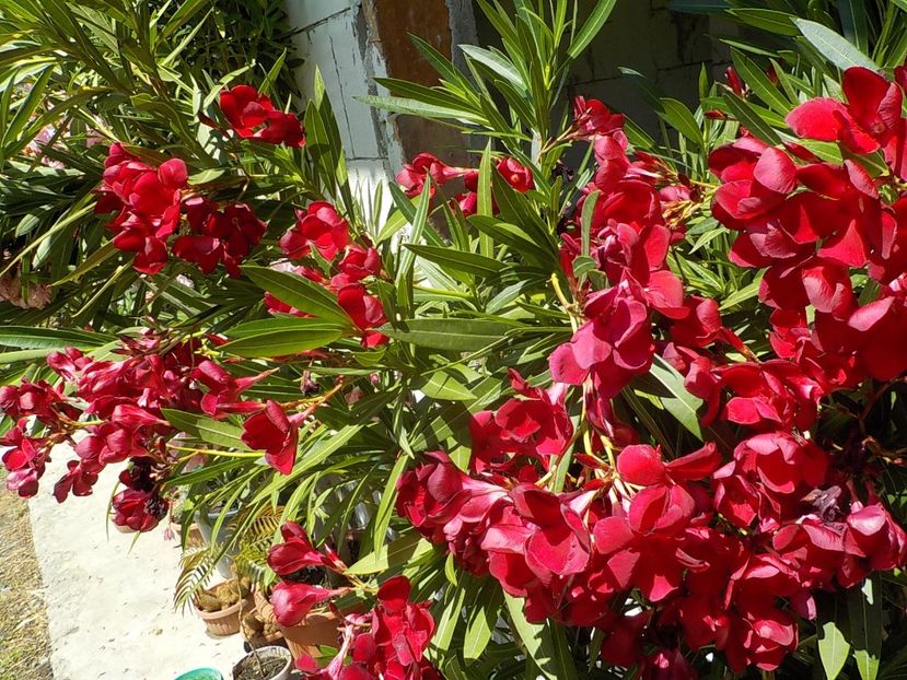  - barsonyos mely bordo- nr 2