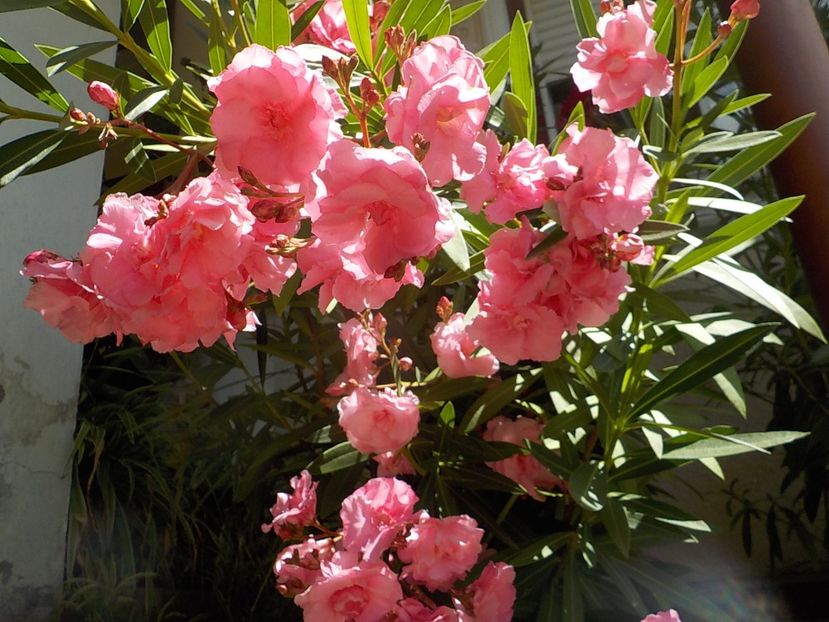  - roseum plenum 21