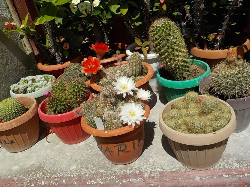  - CACTUSI si SUCULENTE