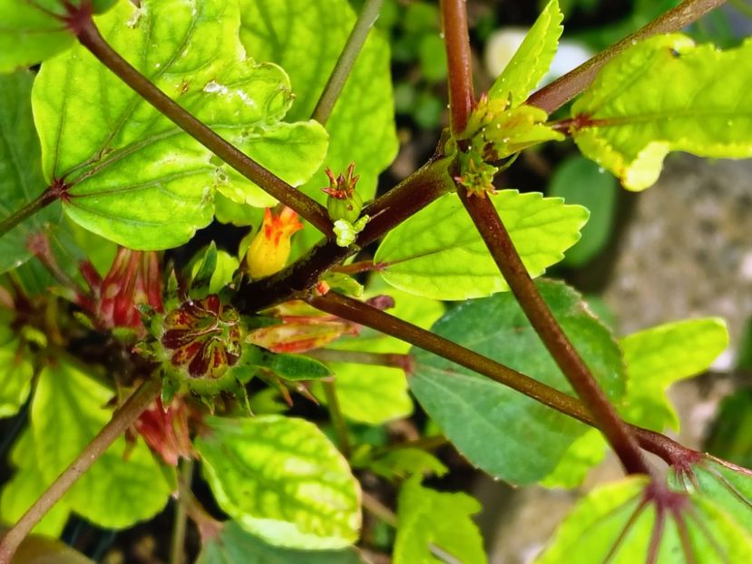 Sabdariffa {Red Roselle} - ProVegan