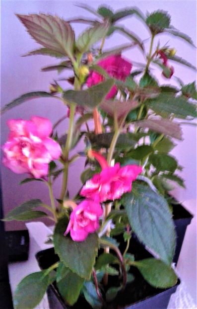  - ACHIMENES 2025 NIA