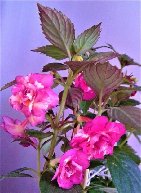  - ACHIMENES 2025 NIA