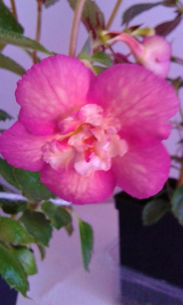  - ACHIMENES 2025 NIA