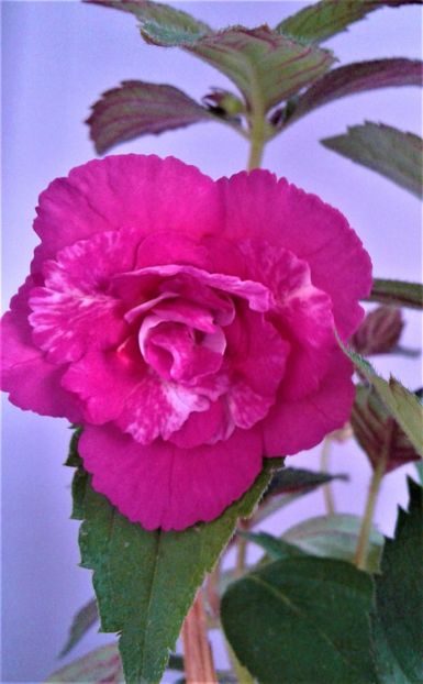  - ACHIMENES 2025 NIA