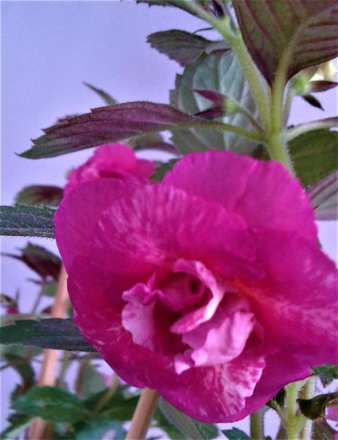  - ACHIMENES 2025 NIA