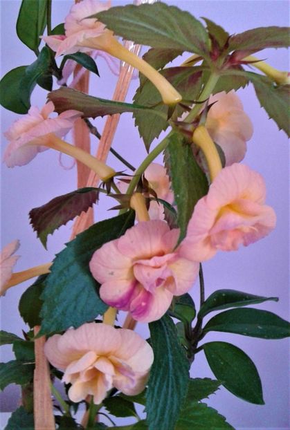  - 00017 ACHIMENES