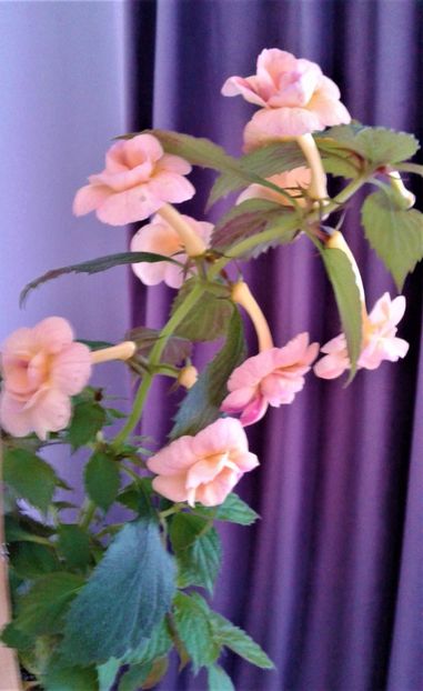  - 00017 ACHIMENES