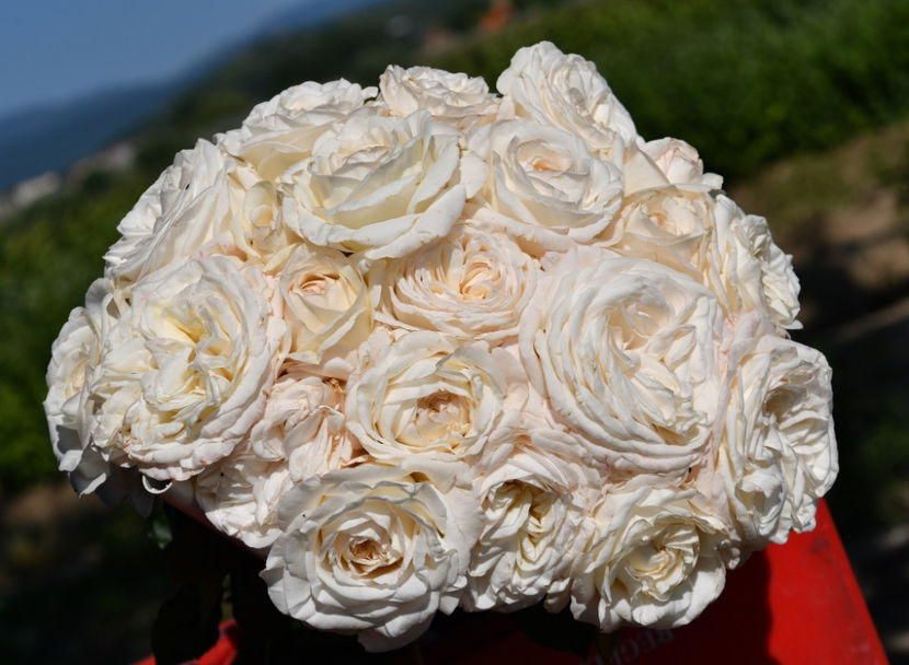 Pierre Arditi (tufa) lei - Toamna 2025