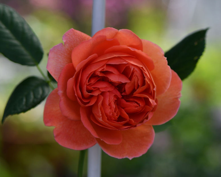 Summer Song (tufa) 70 lei - Album