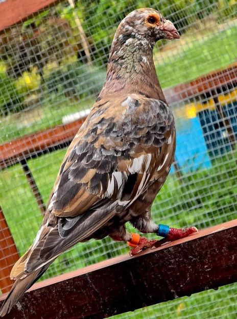  - Nu îmi aparțin 9