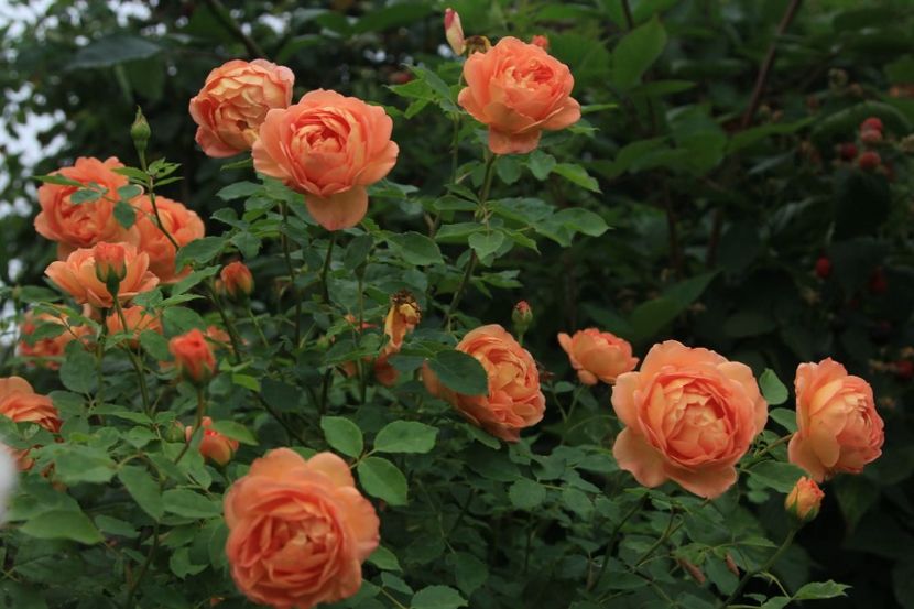 Lady of Shalott 60 lei - Toamna 2025