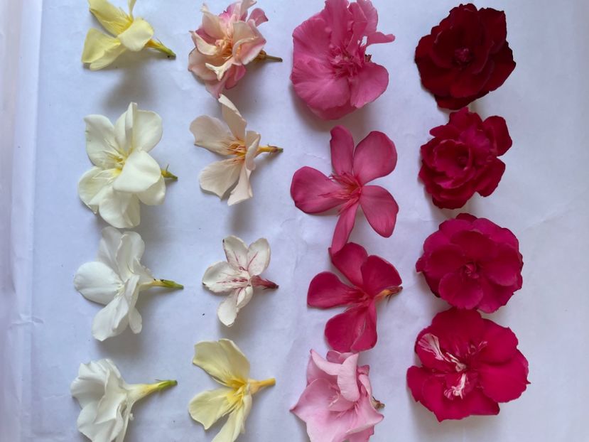  - 0006 - Leandri 2023-2024-2025