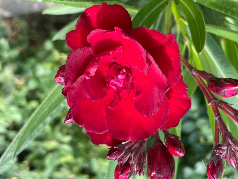  - 0006 - Leandri 2023-2024-2025