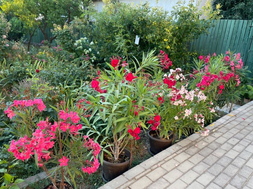  - 0006 - Leandri 2023-2024-2025