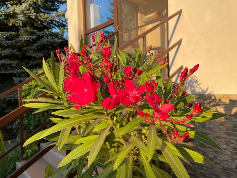  - 0006 - Leandri 2023-2024-2025