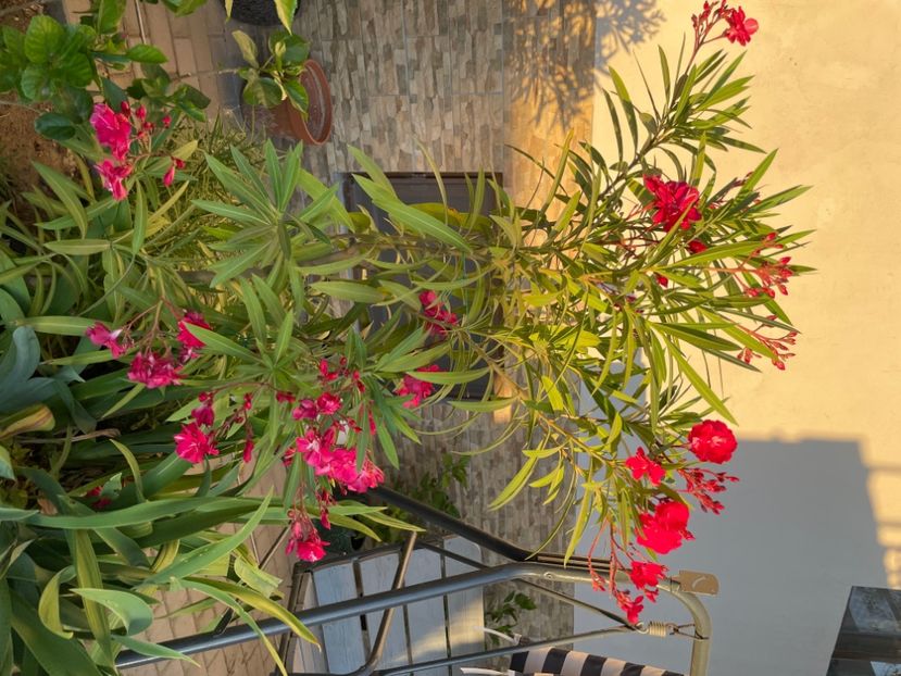  - 0006 - Leandri 2023-2024-2025