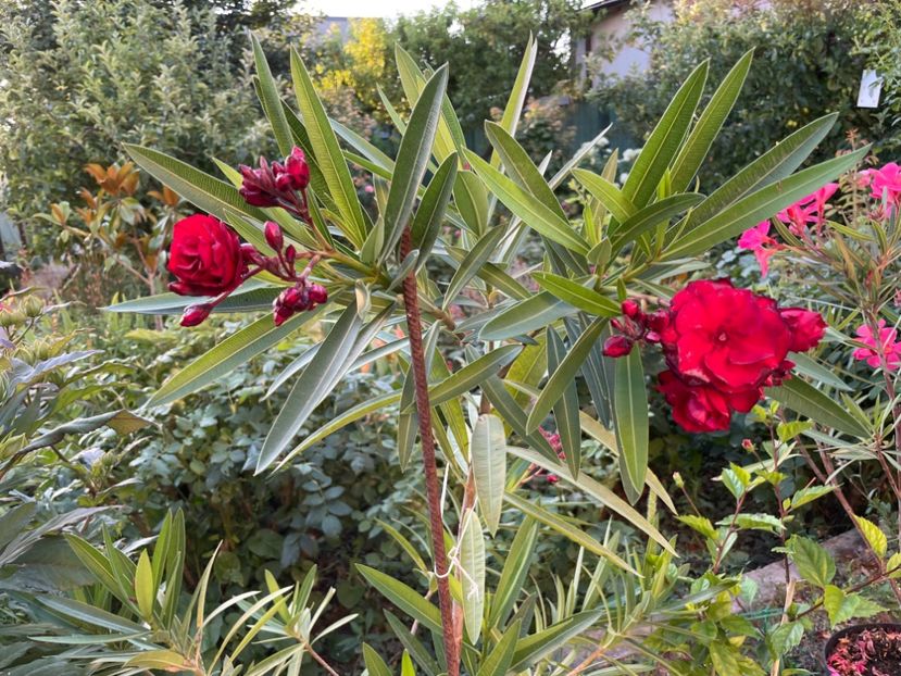  - 0006 - Leandri 2023-2024-2025