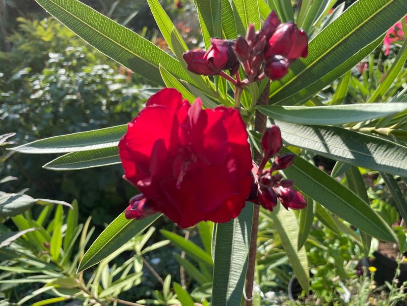  - 0006 - Leandri 2023-2024-2025