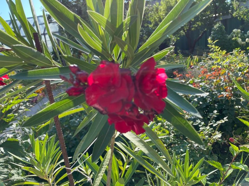  - 0006 - Leandri 2023-2024-2025